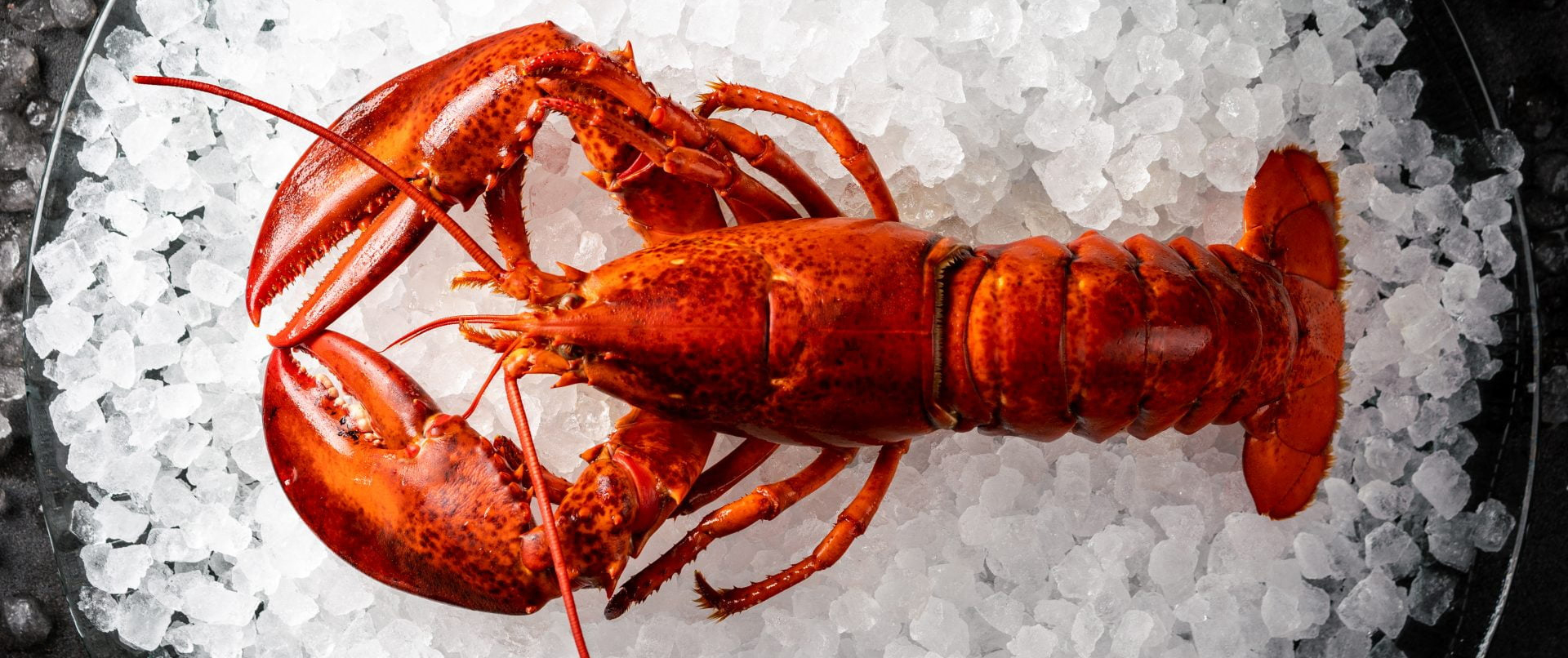 Hielo Pilé, Pepitas y Cubiletes